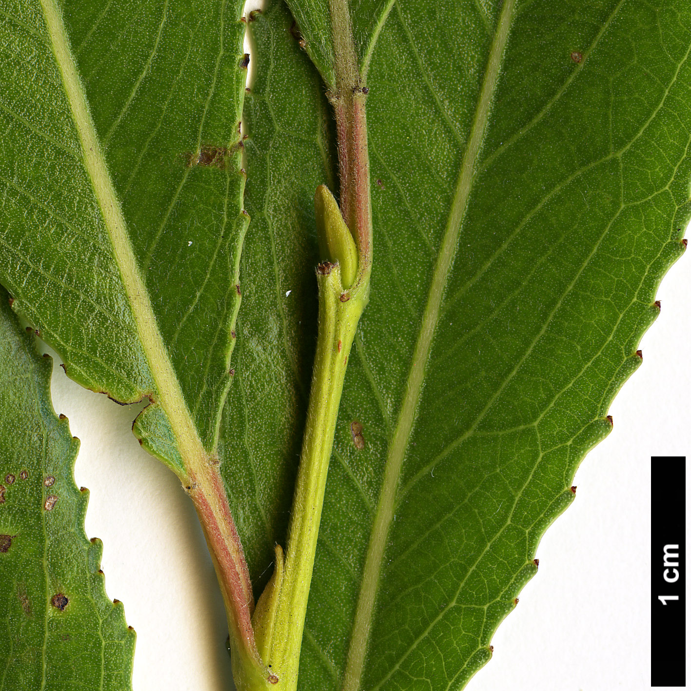High resolution image: Family: Salicaceae - Genus: Salix - Taxon: ×fragilis - SpeciesSub: var. fragilis
